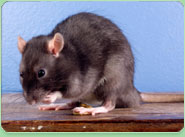 rat control Chafford Hundred